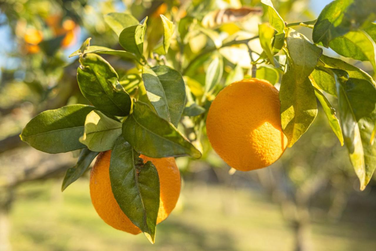 Finca Montana Sant Joan المظهر الخارجي الصورة
