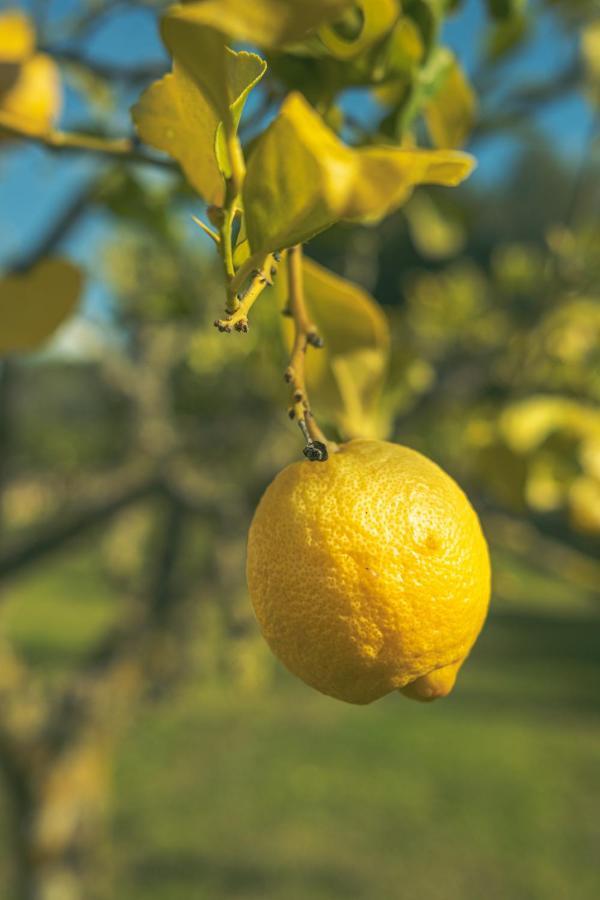 Finca Montana Sant Joan المظهر الخارجي الصورة
